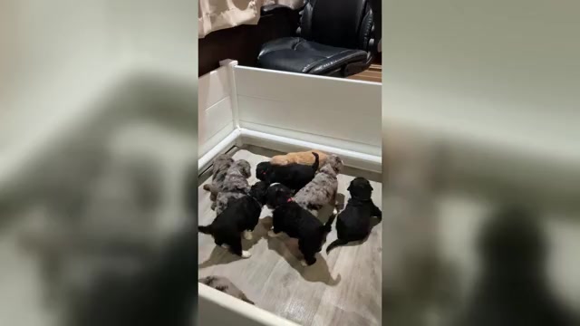 Video preview image #1  Breeder Profile in HELPER, UT, USA