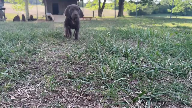 Video preview image #1 Vizsla-Weimaraner Mix Puppy For Sale in MARSHVILLE, NC, USA