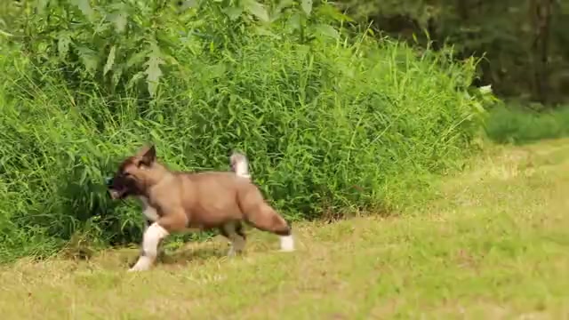 Video preview image #1 Akita Puppy For Sale in SUSSEX, NJ, USA