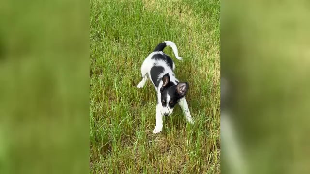 Video preview image #1 Miniature Bernedoodle Puppy For Sale in LONGMONT, CO, USA