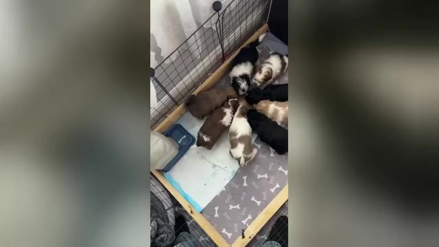 Video preview image #1 Hava-Apso Puppy For Sale in METUCHEN, NJ, USA