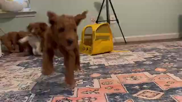 Video preview image #1  Breeder Profile in LEXINGTON, SC, USA