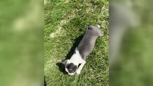 Video preview image #1 Boston Terrier Puppy For Sale in BREMEN, IN, USA
