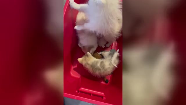 Video preview image #3 Pomsky Puppy For Sale in GOLDEN VALLEY, AZ, USA