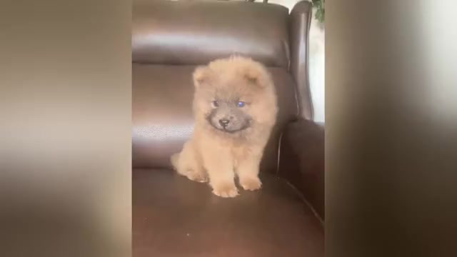 Video preview image #1 Chow Chow Puppy For Sale in EFFINGHAM, SC, USA
