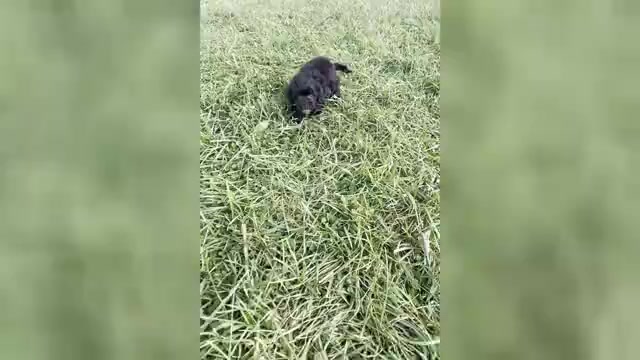 Video preview image #1 Maltipoo Puppy For Sale in WARSAW, IN, USA