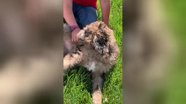 Video preview image #1 Pyredoodle Puppy For Sale in PRESCOTT, WA, USA