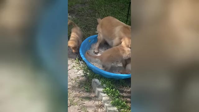 Video preview image #7 Golden Retriever Puppy For Sale in PALMETTO, FL, USA