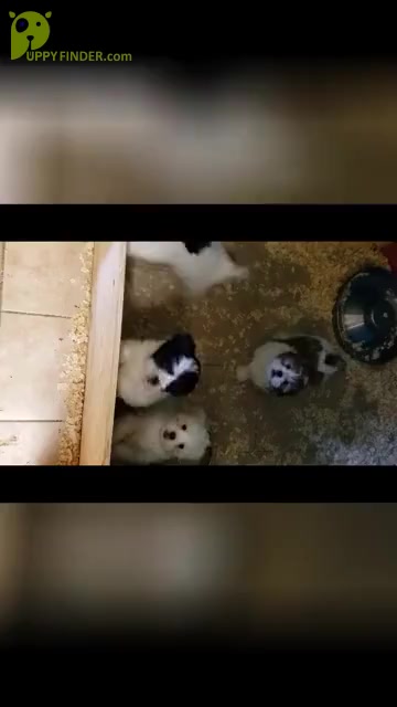 Video preview image #2  Breeder Profile in HENNIKER, NH, USA