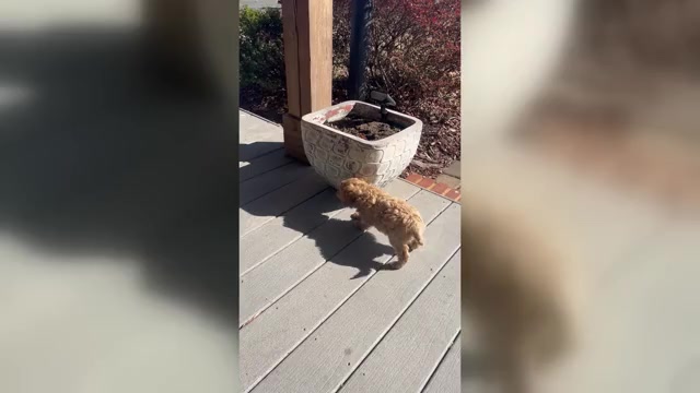 Video preview image #1  Breeder Profile in ALBEMARLE, NC, USA