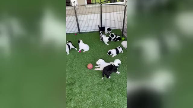 Video preview image #1 Sheepadoodle Puppy For Sale in ST AUGUSTINE, FL, USA