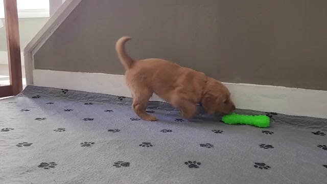 Video preview image #1 Golden Retriever Puppy For Sale in THOMASTON, ME, USA