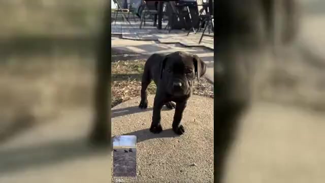 Video preview image #1 Cane Corso Puppy For Sale in STUART, IA, USA