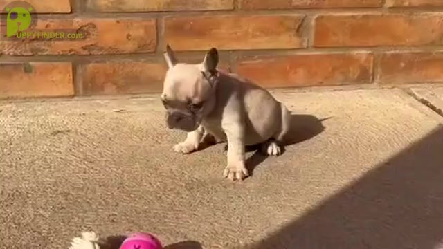 Video preview image #4 French Bulldog Puppy For Sale in BOSTON, MA, USA