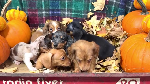 Video preview image #1 Dachshund Puppy For Sale in WAKARUSA, IN, USA