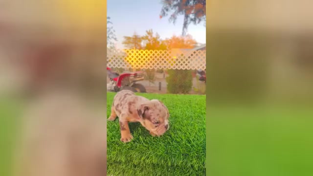 Video preview image #4 English Bulldog Puppy For Sale in MEMPHIS, TN, USA