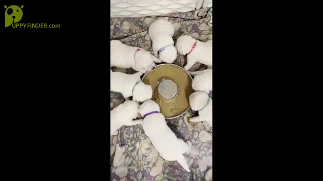 Video preview image #9 Labrador Retriever Puppy For Sale in GLENDALE, CA, USA
