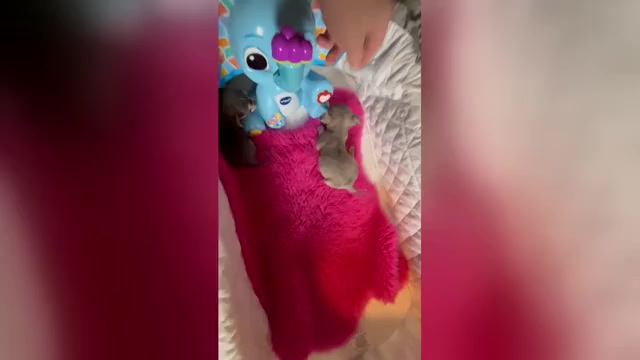 Video preview image #2 Chihuahua Puppy For Sale in TRACY, CA, USA