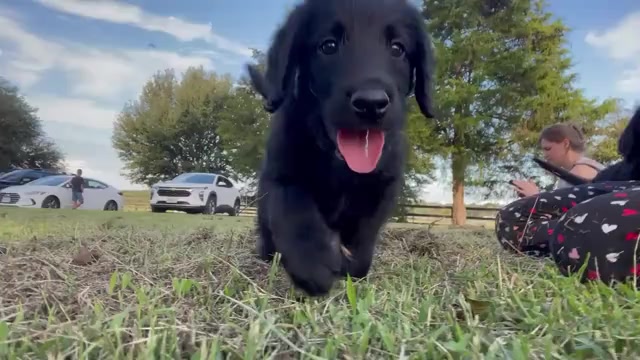 Video preview image #3 Labradoodle Puppy For Sale in WAVERLY, VA, USA