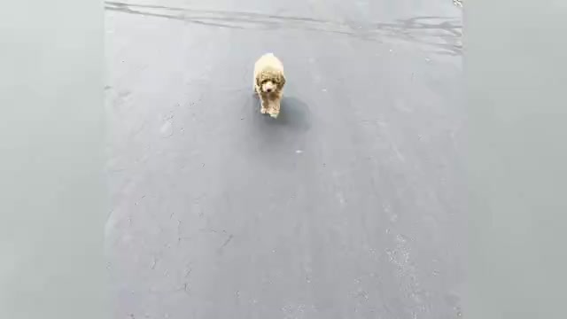 Video preview image #1 Poodle (Toy) Puppy For Sale in WARSAW, IN, USA