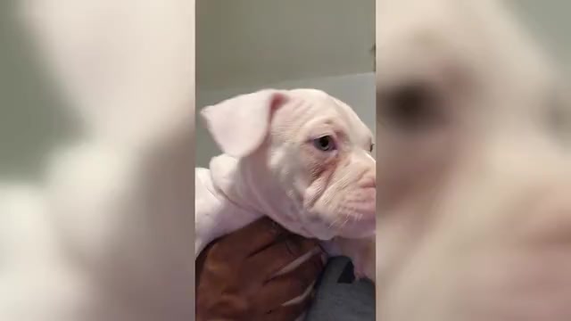 Video preview image #7 American Bully Puppy For Sale in HARRISBURG, PA, USA