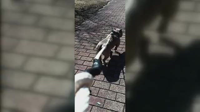 Video preview image #1 American Bully Puppy For Sale in HARMON, IL, USA