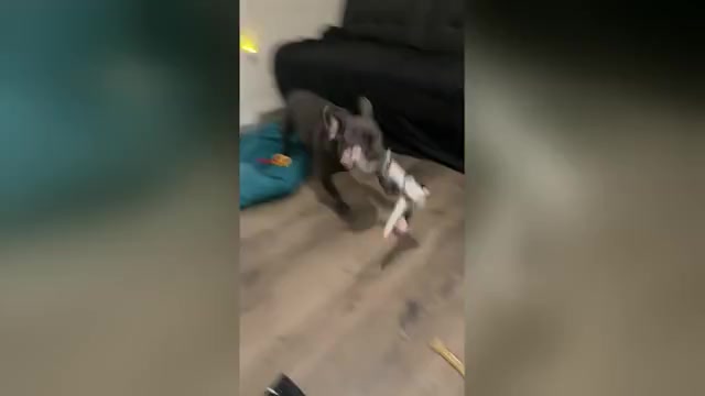 Video preview image #2 French Bulldog Puppy For Sale in VALRICO, FL, USA