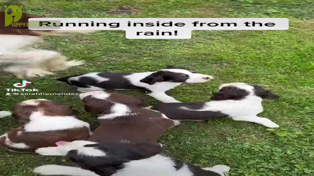 Video preview image #4  Breeder Profile in CHATTANOOGA, TN, USA