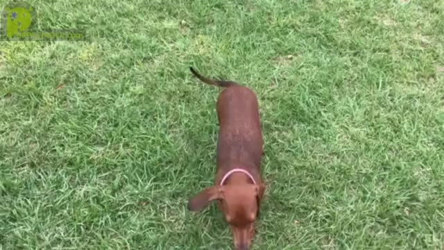 Video preview image #1 Dachshund Puppy For Sale in ORLANDO, FL, USA