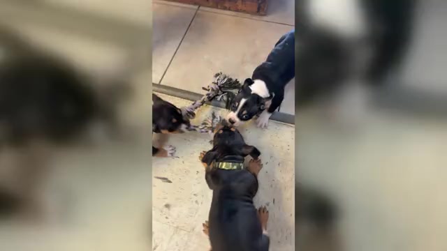 Video preview image #1 American Bully Puppy For Sale in SEBRING, FL, USA