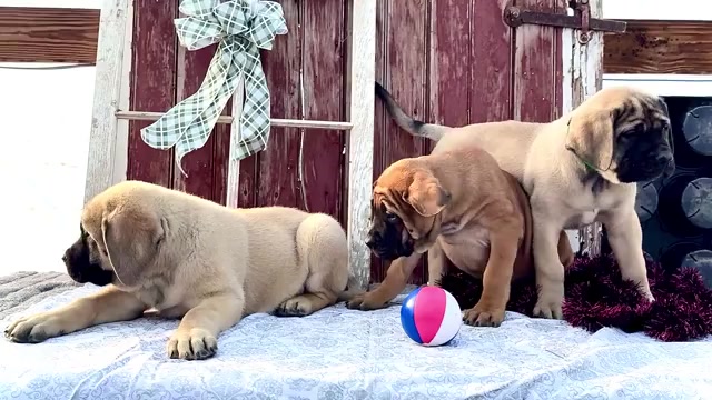 Video preview image #8 Mastiff Puppy For Sale in WAKARUSA, IN, USA