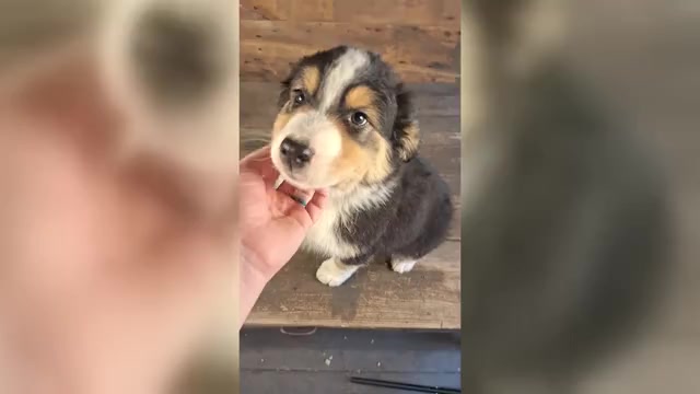 Video preview image #2 Australian Shepherd Puppy For Sale in SAINT JOHNS, MI, USA