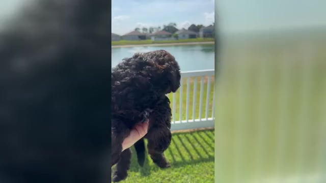 Video preview image #4 Miniature Bernedoodle Puppy For Sale in AUBURNDALE, FL, USA