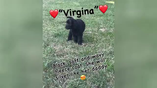 Video preview image #1  Breeder Profile in DAPHNE, AL, USA