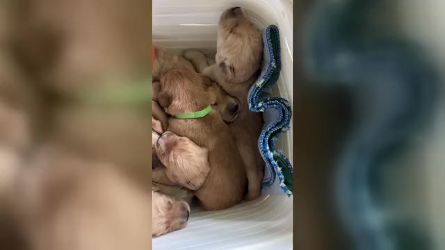 Video preview image #3 Golden Retriever Puppy For Sale in HAMPSTEAD, NC, USA