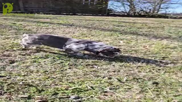 Video preview image #1 English Springer Spaniel Puppy For Sale in SIMPSONVILLE, SC, USA