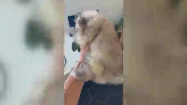 Video preview image #2 Pomeranian Puppy For Sale in LEHIGH ACRES, FL, USA