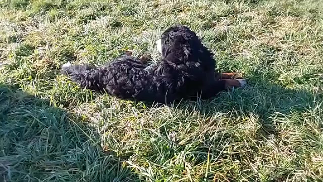 Video preview image #5 Bernese Mountain Dog Puppy For Sale in Hatvan, Heves, Hungary