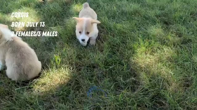 Video preview image #2 Pembroke Welsh Corgi Puppy For Sale in GOSHEN, IN, USA