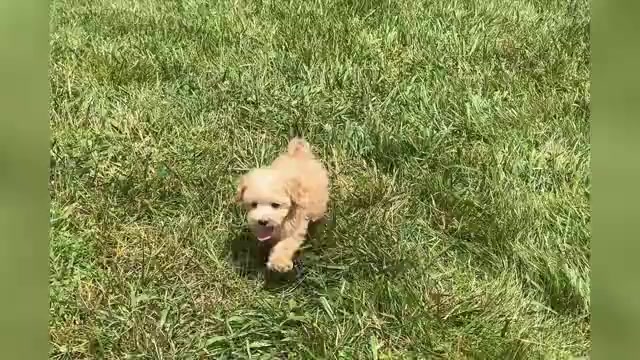 Video preview image #1 Maltipoo Puppy For Sale in WARSAW, IN, USA
