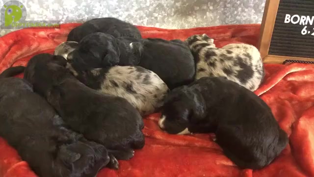 Video preview image #1 Aussiedoodle Puppy For Sale in CHARLESTON, AR, USA