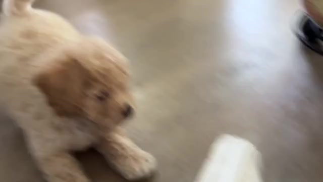 Video preview image #2 Bichpoo Puppy For Sale in NORTH PORT, FL, USA