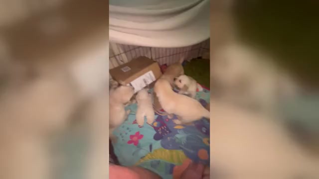 Video preview image #1 Golden Retriever Puppy For Sale in SAN MARCOS, TX, USA
