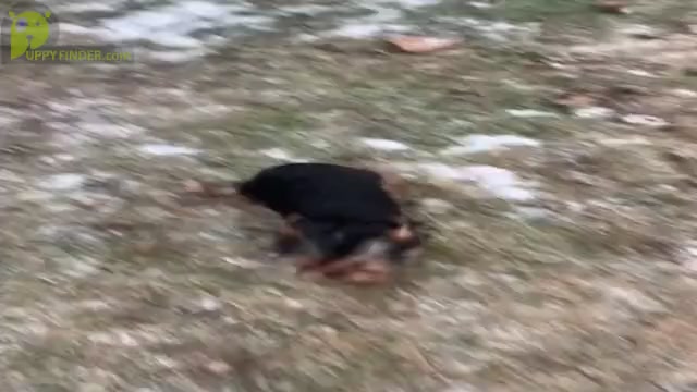 Video preview image #3 Yorkshire Terrier Puppy For Sale in NAPPANEE, IN, USA