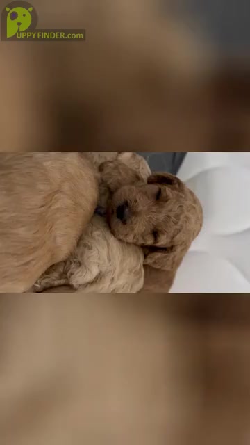 Video preview image #1  Breeder Profile in WENATCHEE, WA, USA