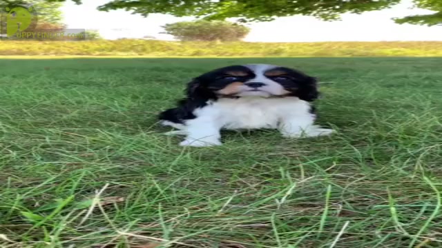 Video preview image #9 Cavalier King Charles Spaniel Puppy For Sale in WARSAW, IN, USA