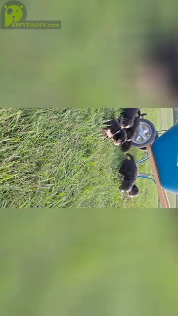 Video preview image #1  Breeder Profile in GREENSBURG, IN, USA