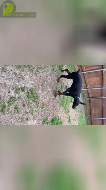 Video preview image #1 Doberman Pinscher Puppy For Sale in ROCKWALL, TX, USA