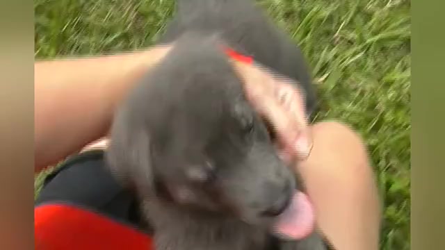Video preview image #1 German Shepherd Dog Puppy For Sale in PIEDMONT, MO, USA