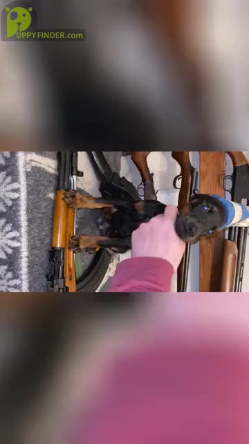 Video preview image #2 Doberman Pinscher Puppy For Sale in SAMSON, AL, USA